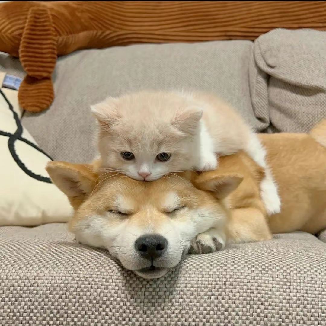 잔잔 세온과 친해지기💕 아무나와요