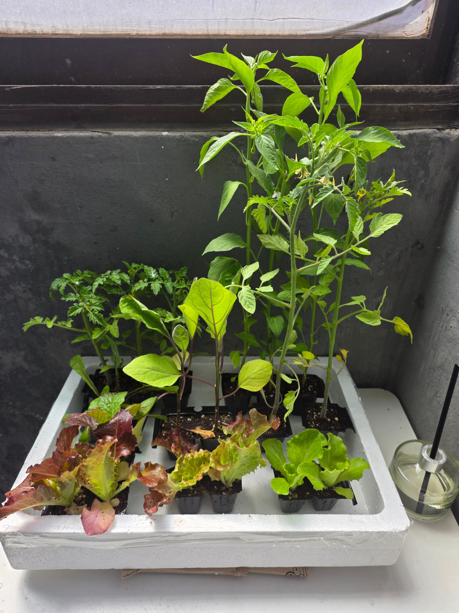 82일차❤️ 내사랑이 되어줄래?