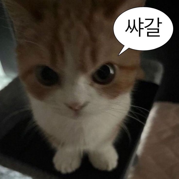 몇일만에 키는 방송이네요