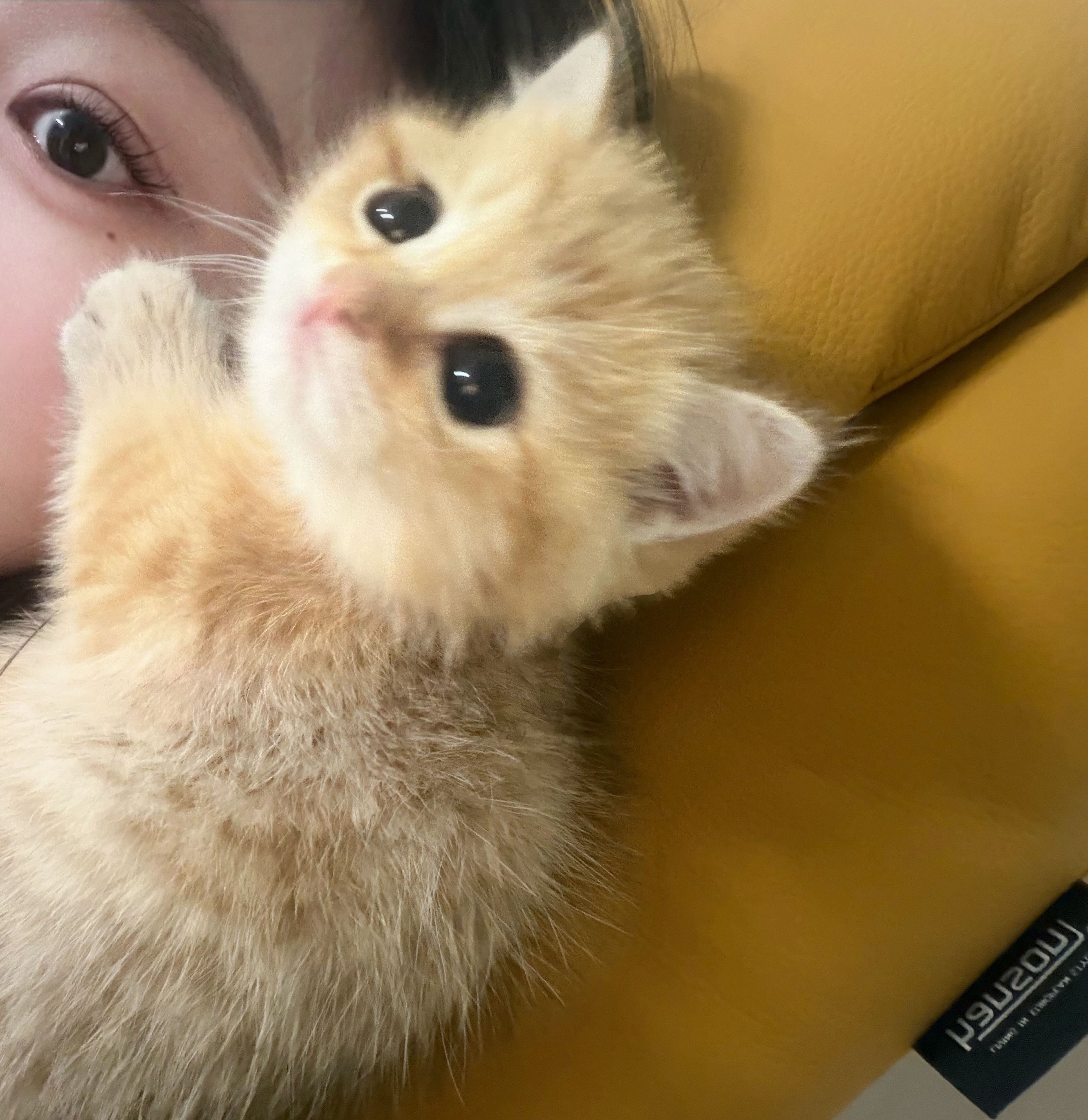전나피고내내요