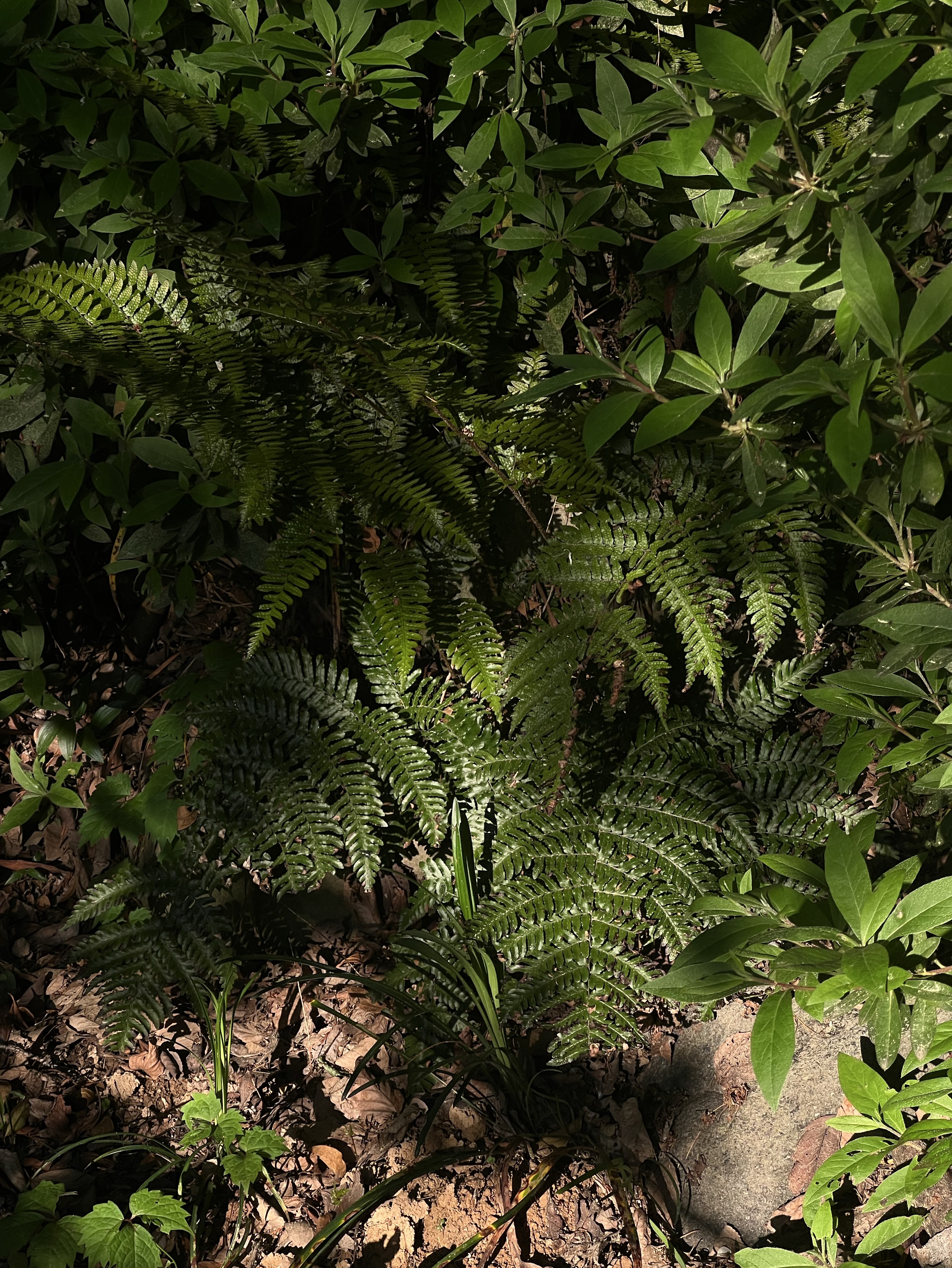 산책방송(인가?)