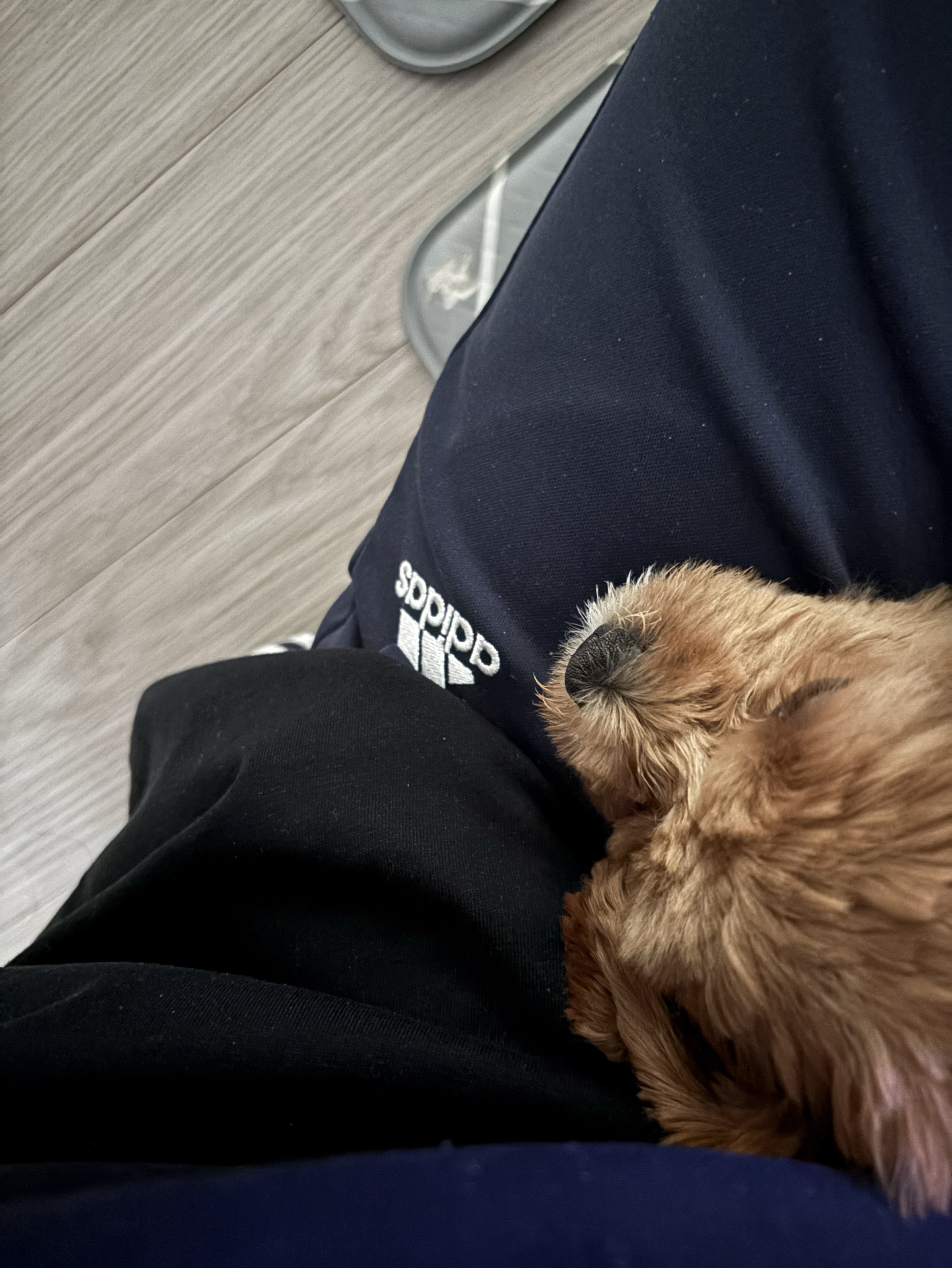 #폰방 #피아노래