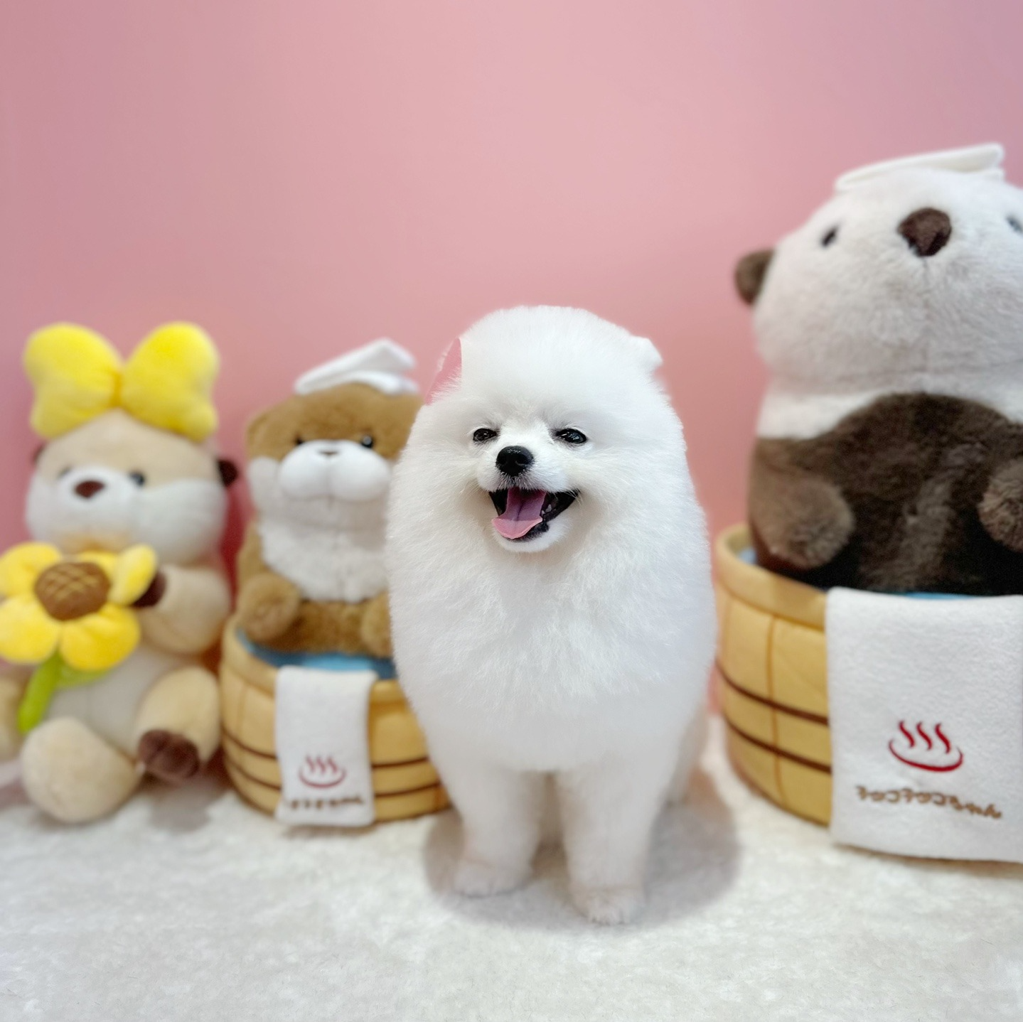 라코올