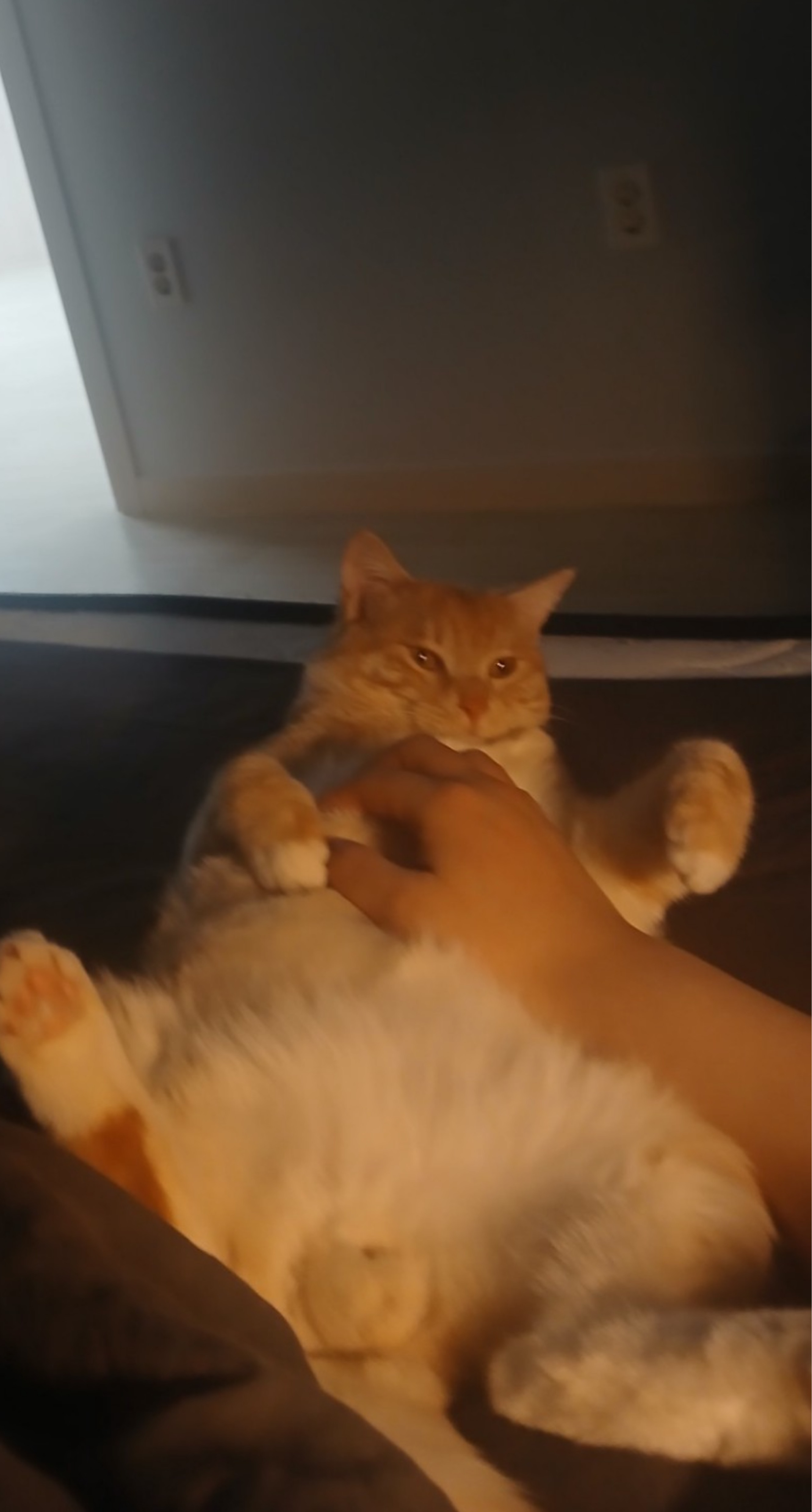 뾱뾱이