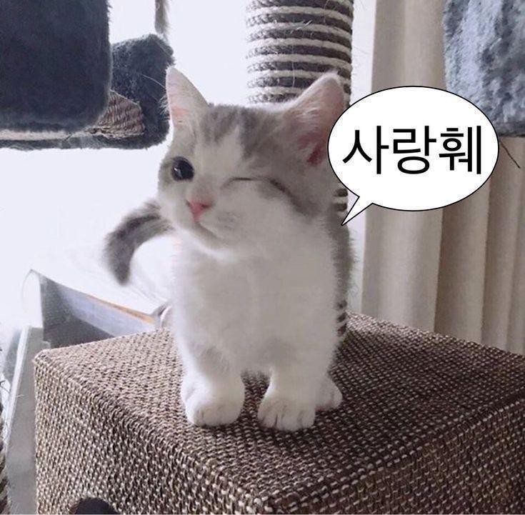 귀여운 야옹이 놀아주세여.