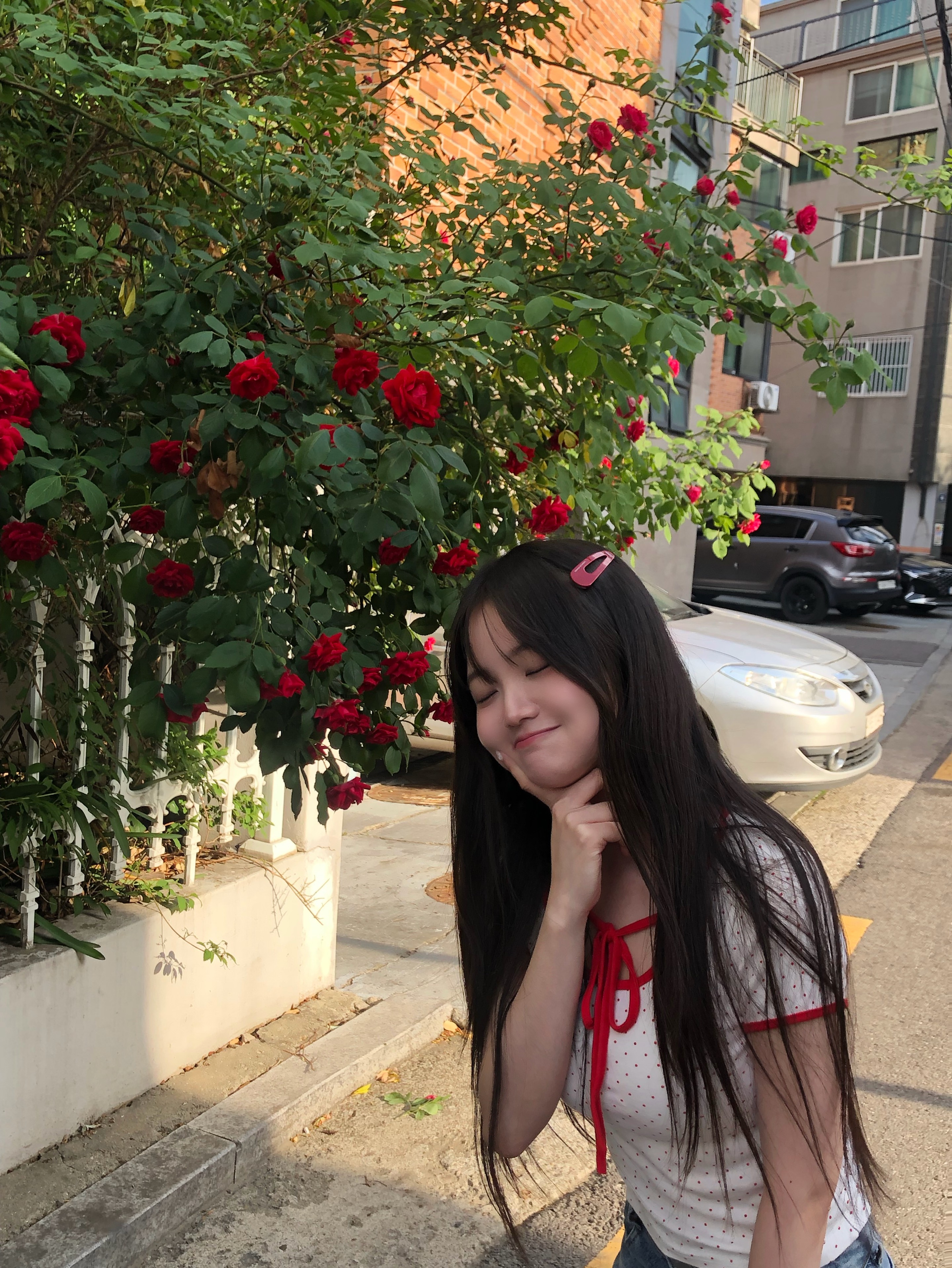 오월의 장미
