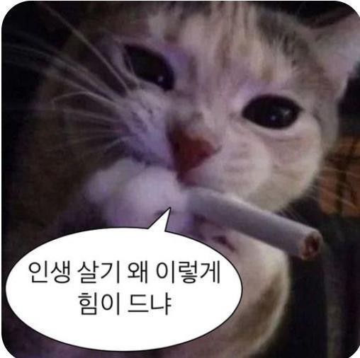 귀여운 야옹이 놀아주세요
