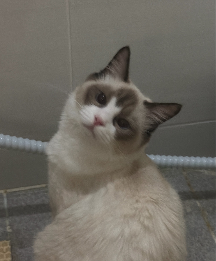 안녕하시렵니까