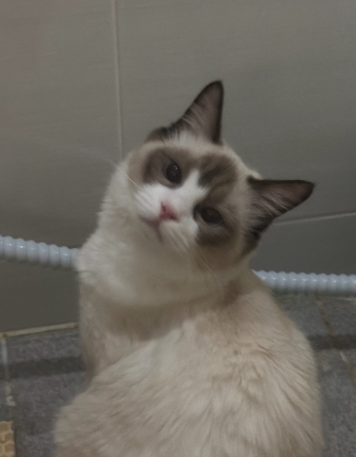 안녕하시렵니까