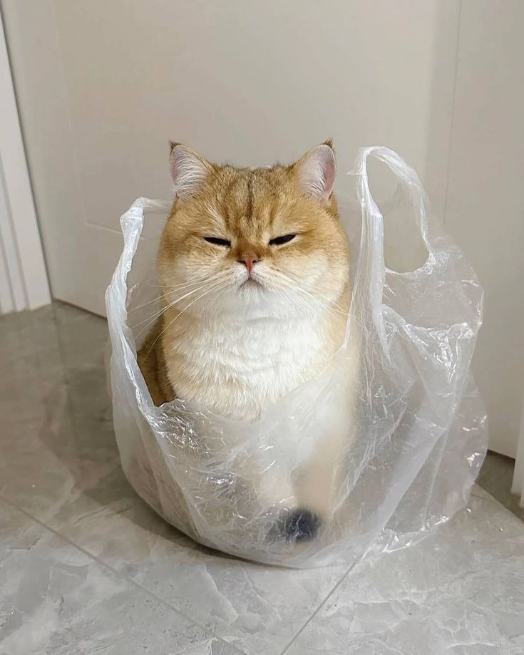 100일인데 안 들어오면 차단이다