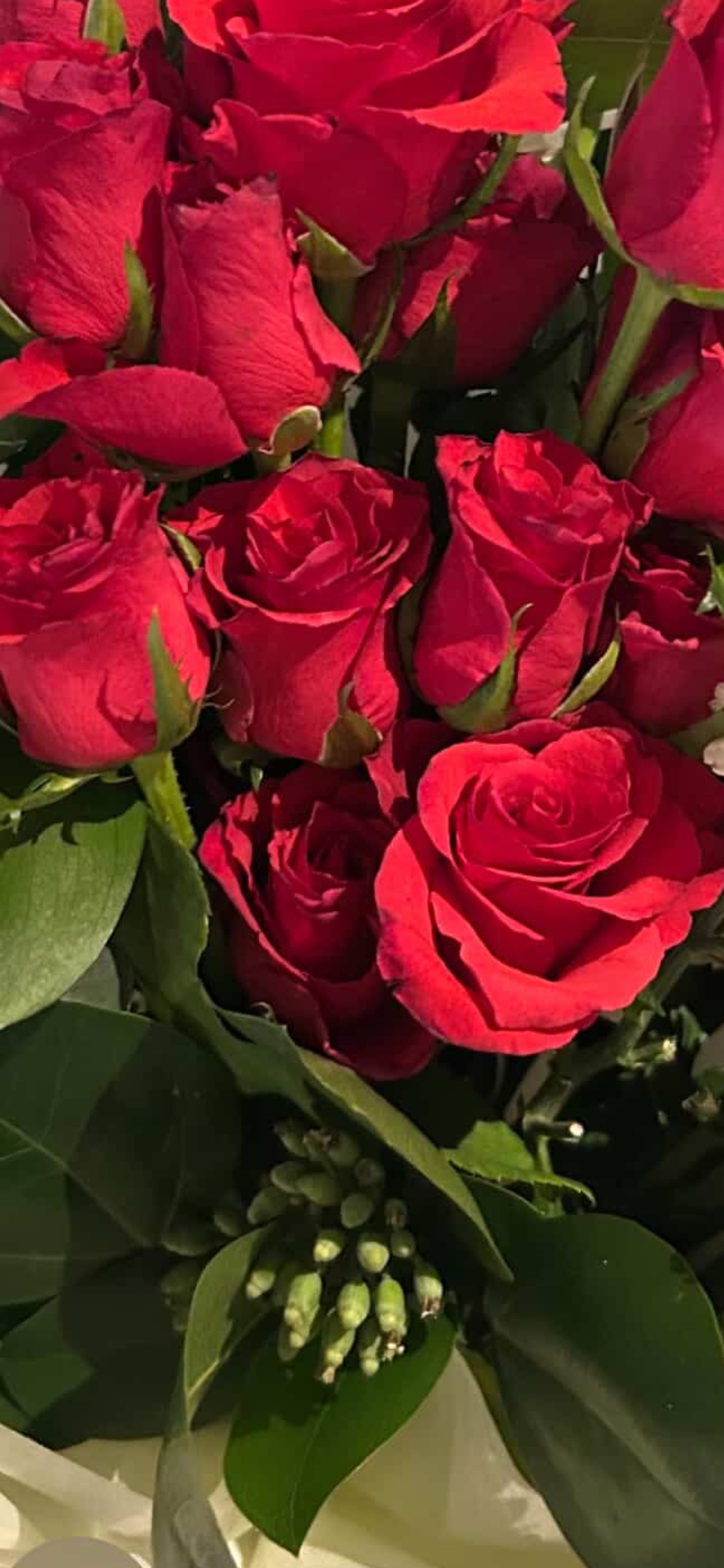 장미 🌹