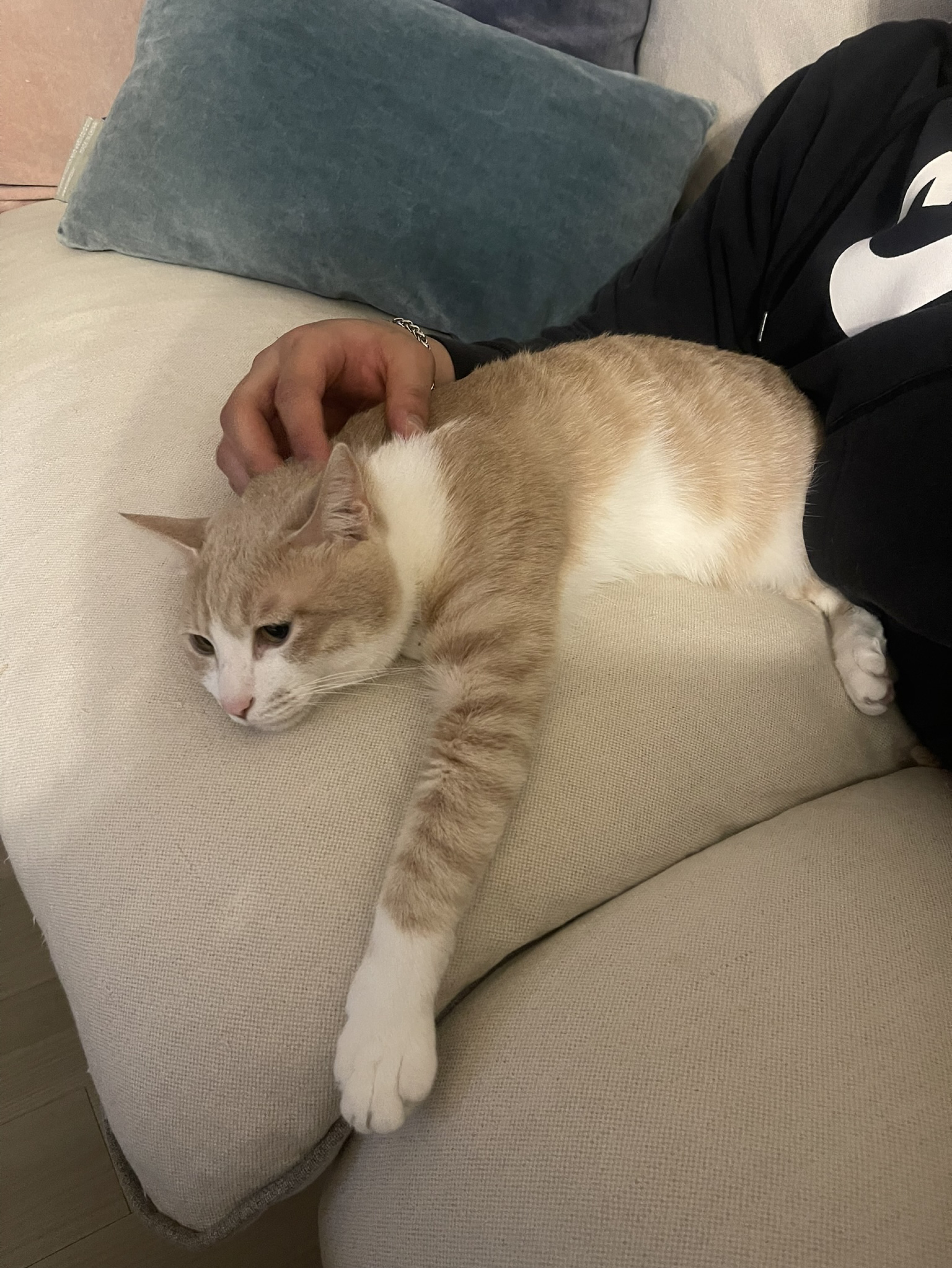 기미히끼잉