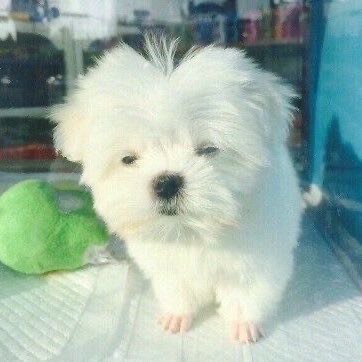 멘헤라정신병