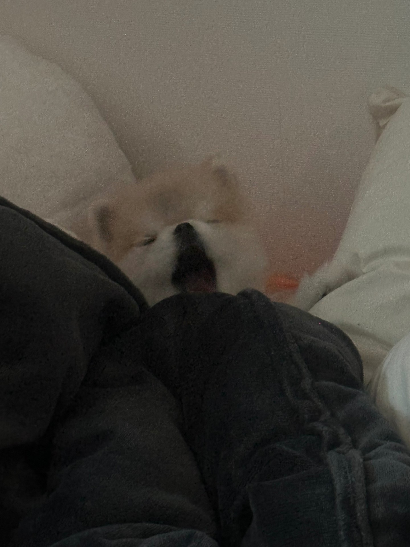 # 마감임동 담좌애기크루