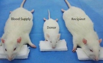 딸딸단 모집