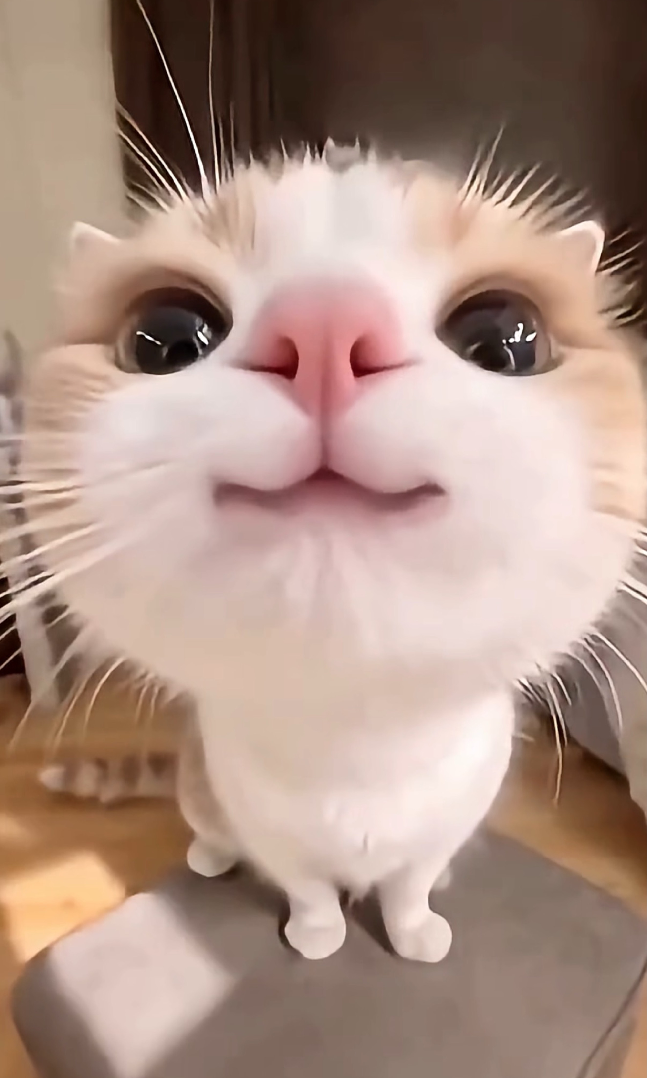 허접 중미성