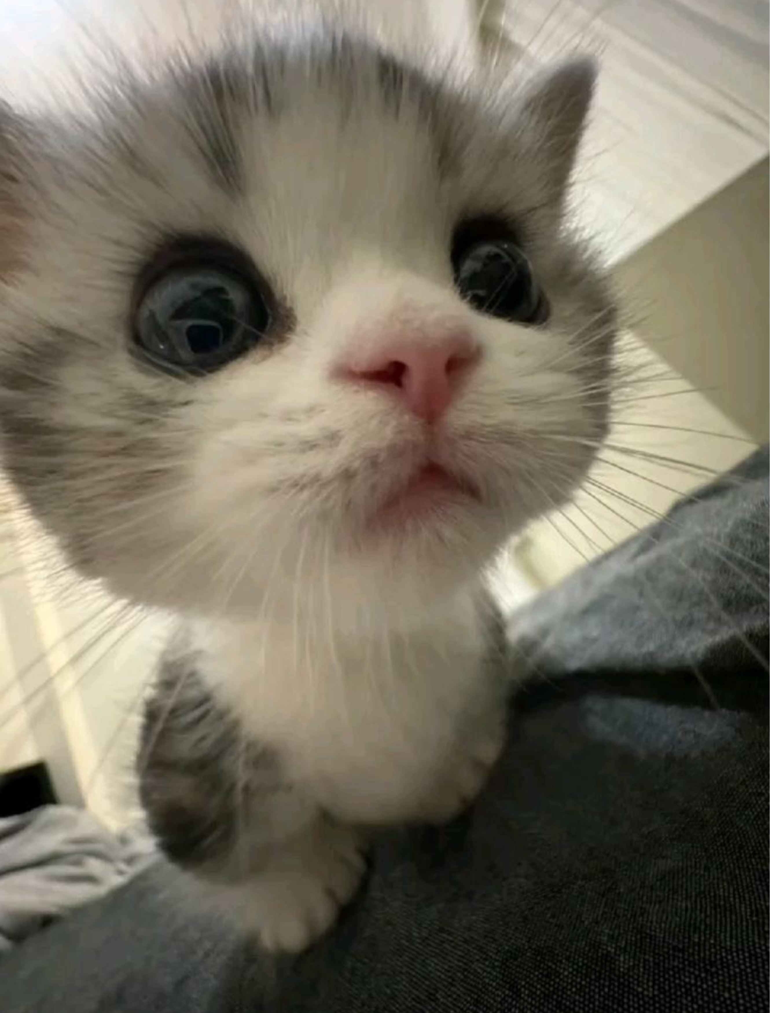 딸 기 공쥬 ㅈㄱ합니다