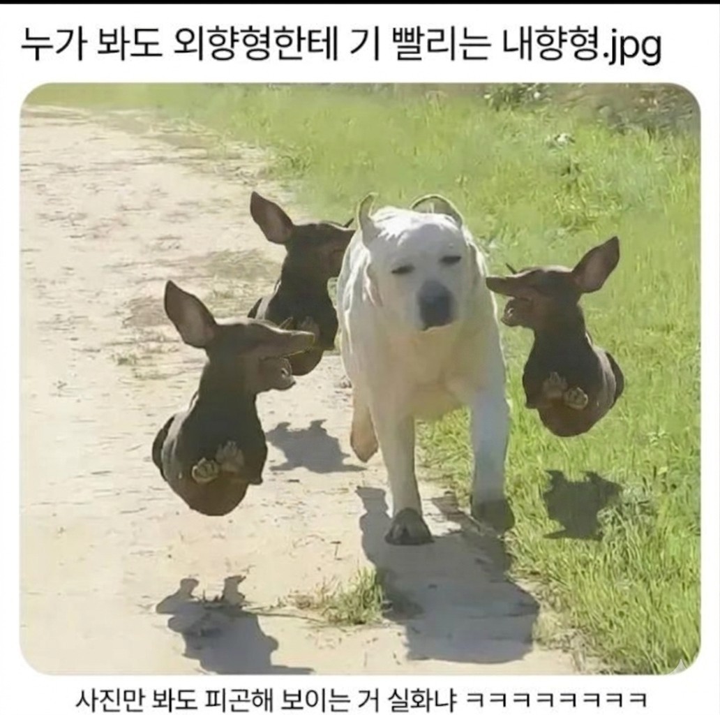 겔게레