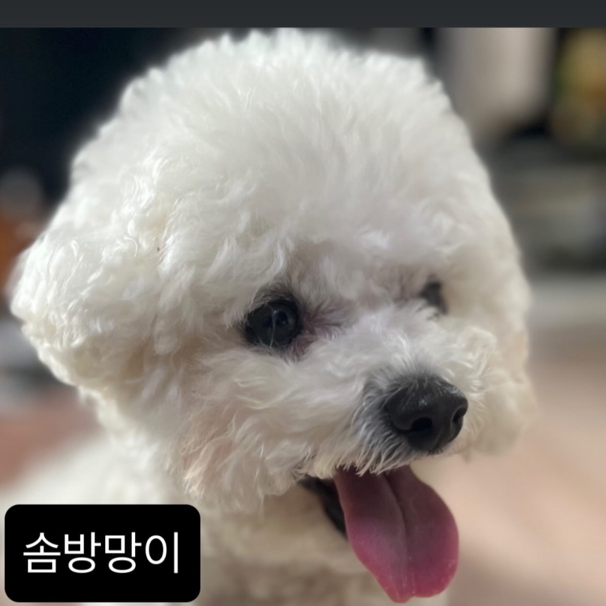허접 중미성