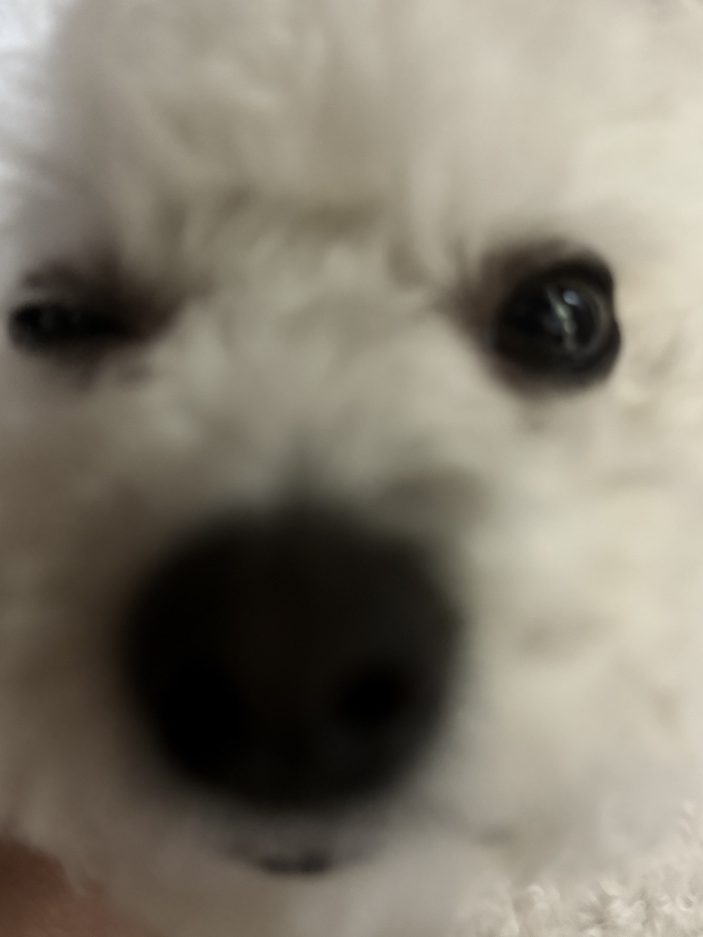 허접 중미성