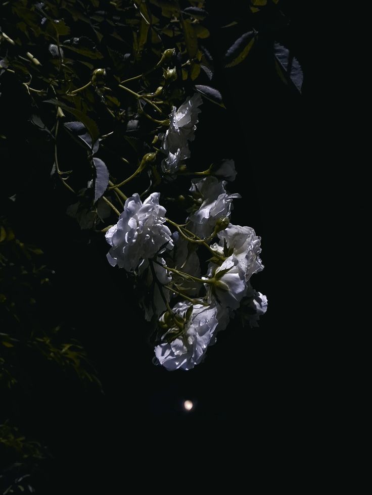 [플리 방송]