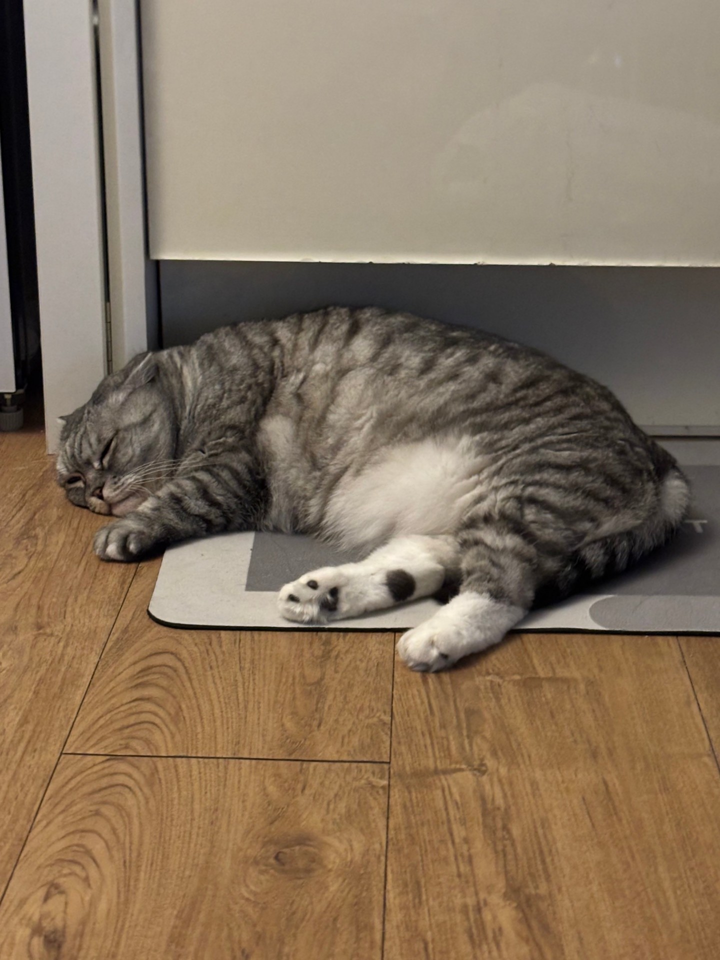와라잇