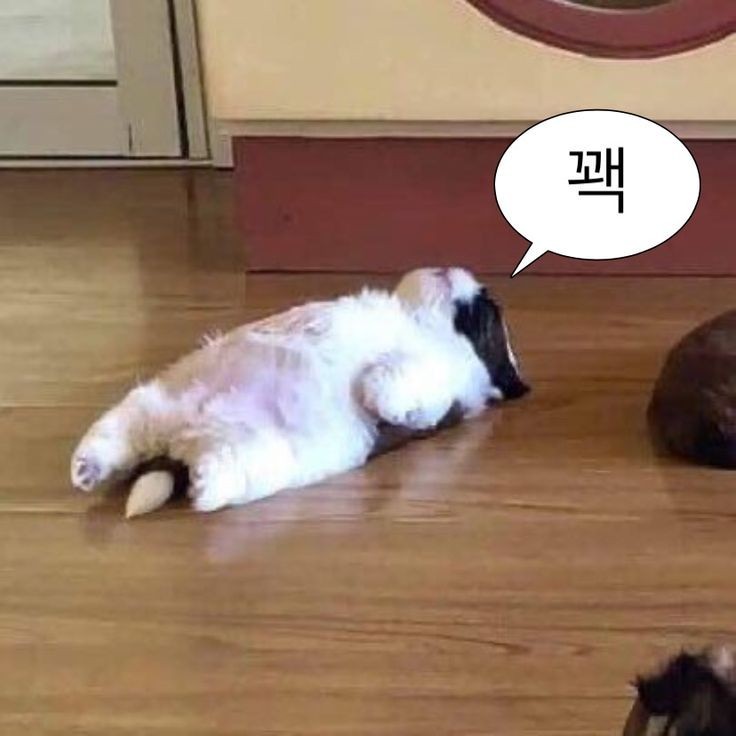 5일차) 생존신고