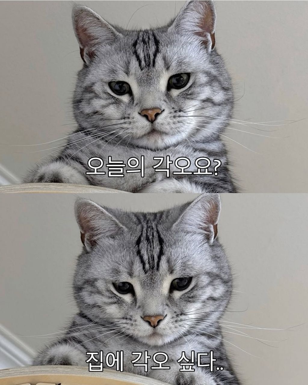 너네 갈 방송 없자나
