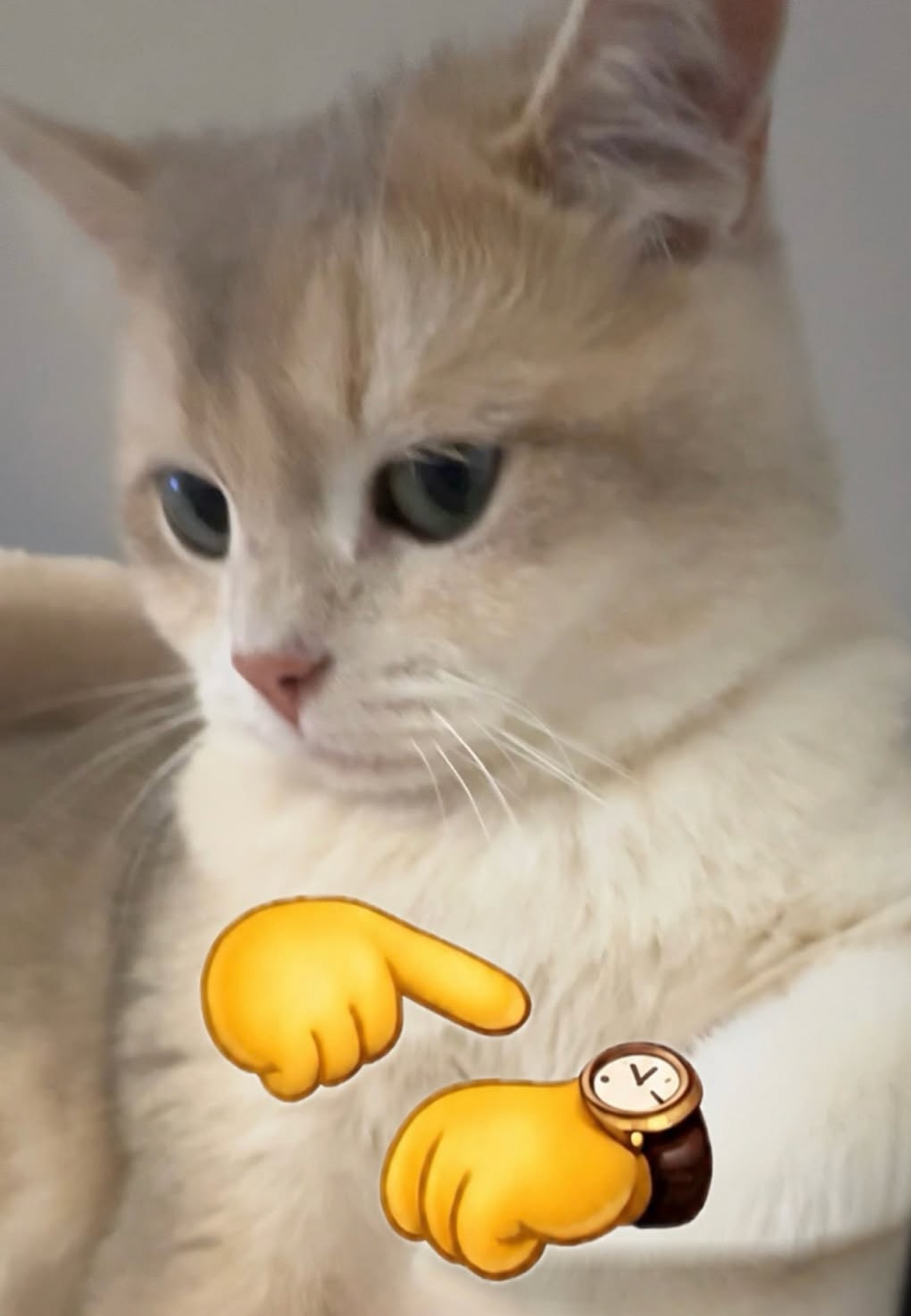 안냥세효