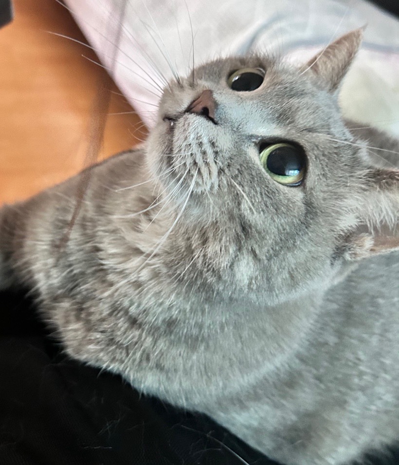 # 다정을 입력하세요