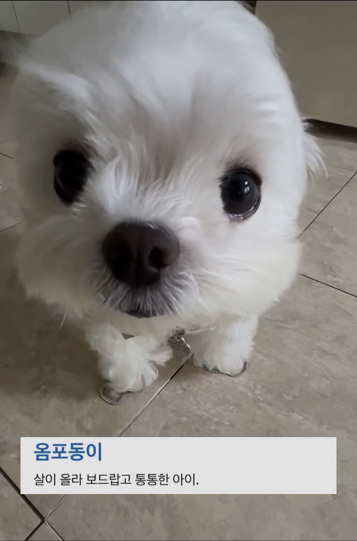 정신병멘헤라