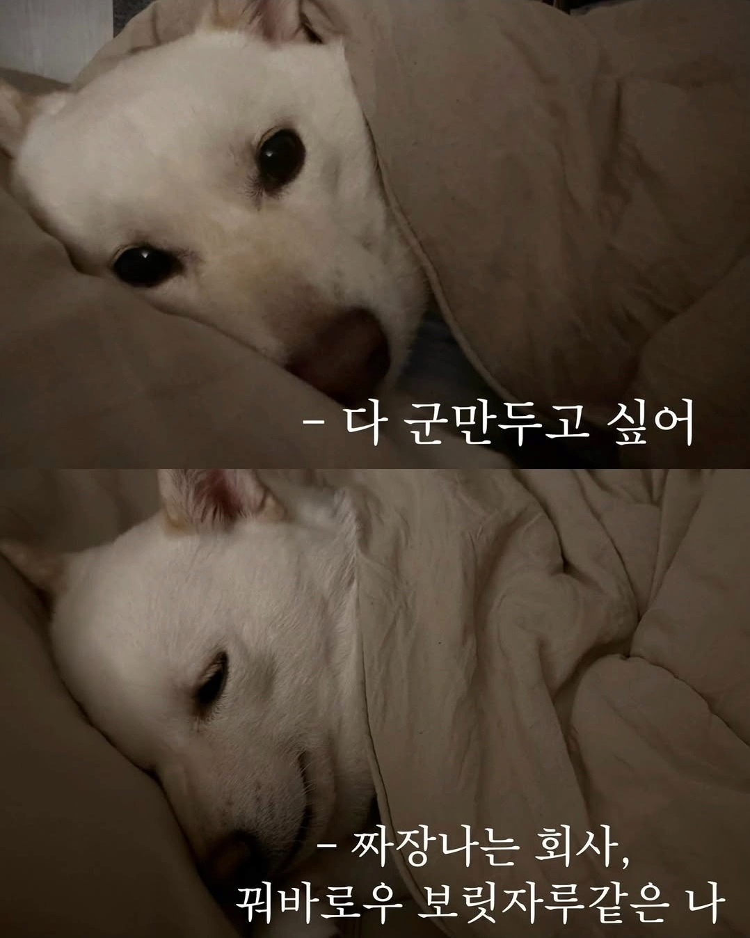 🎧 𝐏𝐥𝐢 챗방 오이데 ⚝ 
