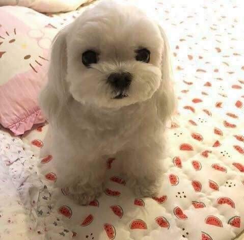 안들어오면 대머리