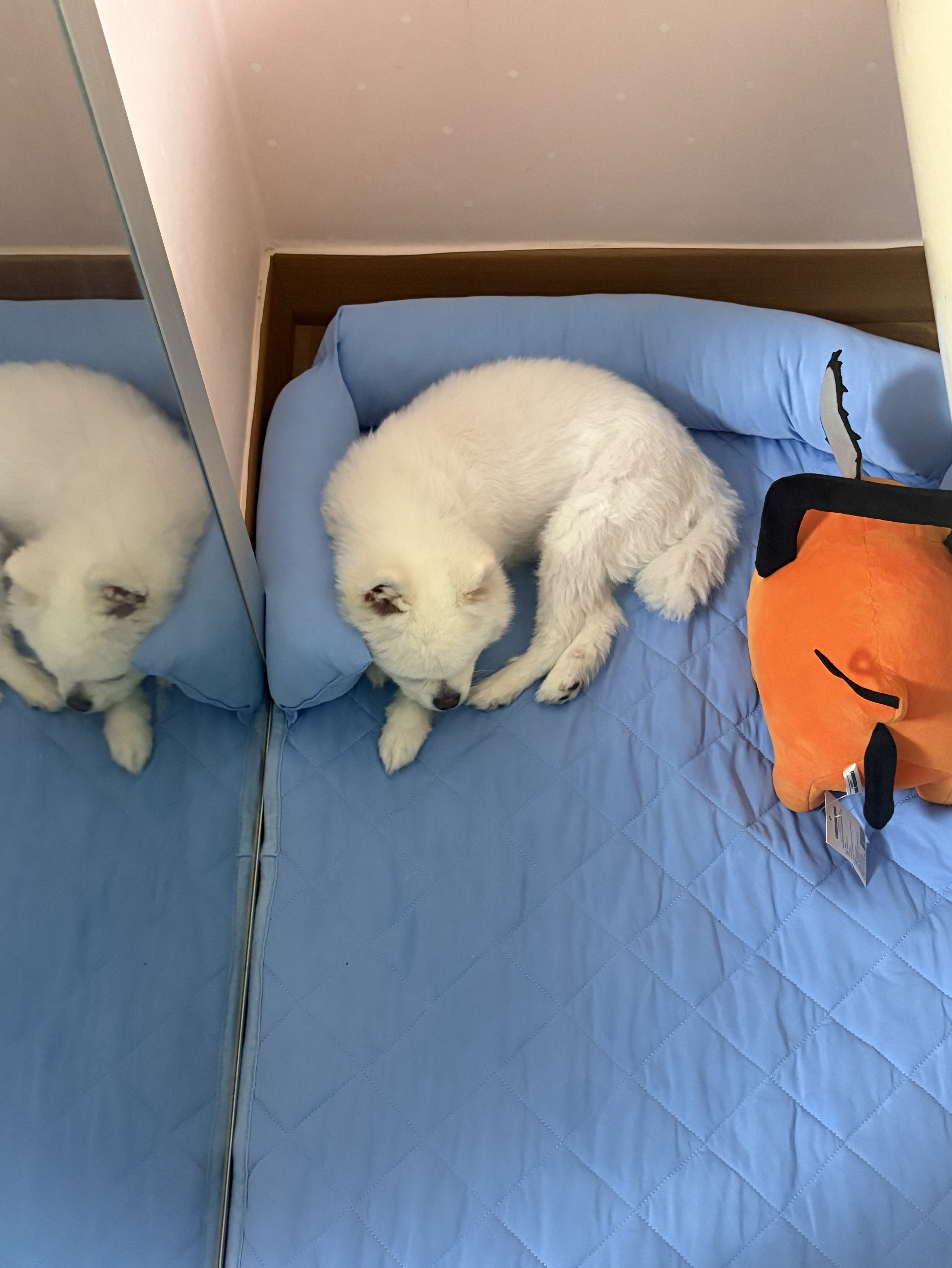 체리체리랑 놀쟈🐰🍒