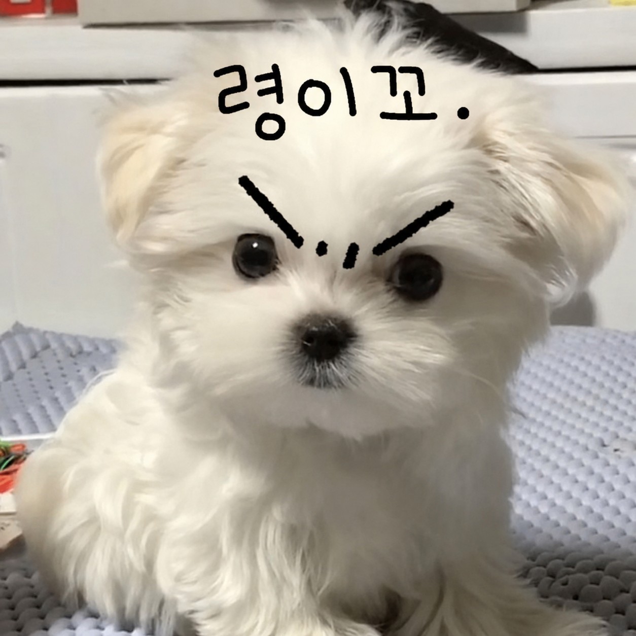 표독령 입니다 건들면 먹어버린다 .