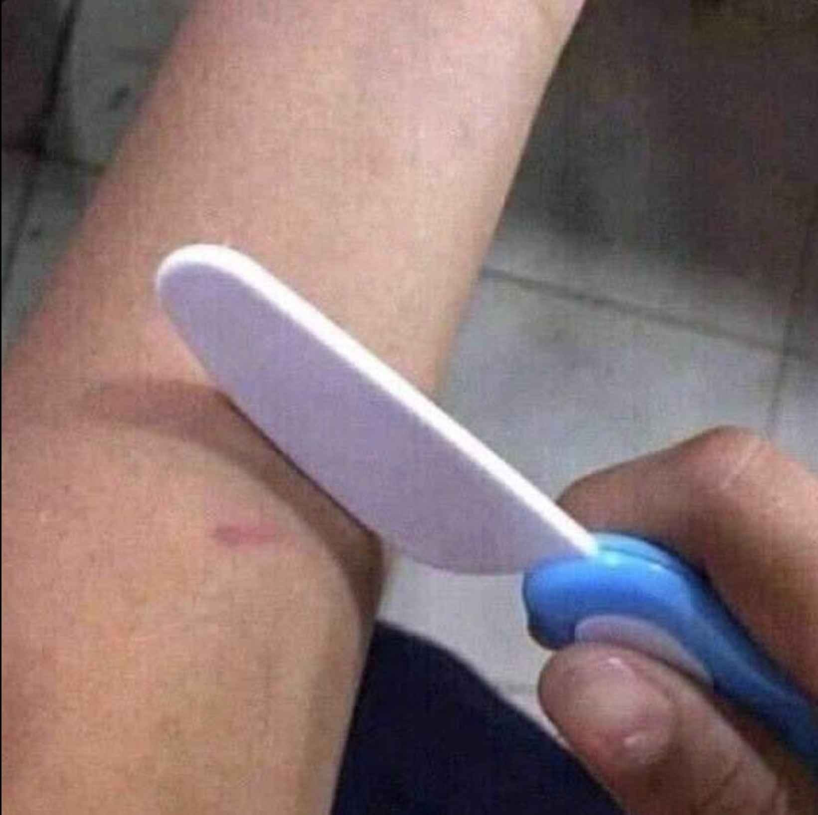 노래하는기니피그가잇다면믿으시겟습니까