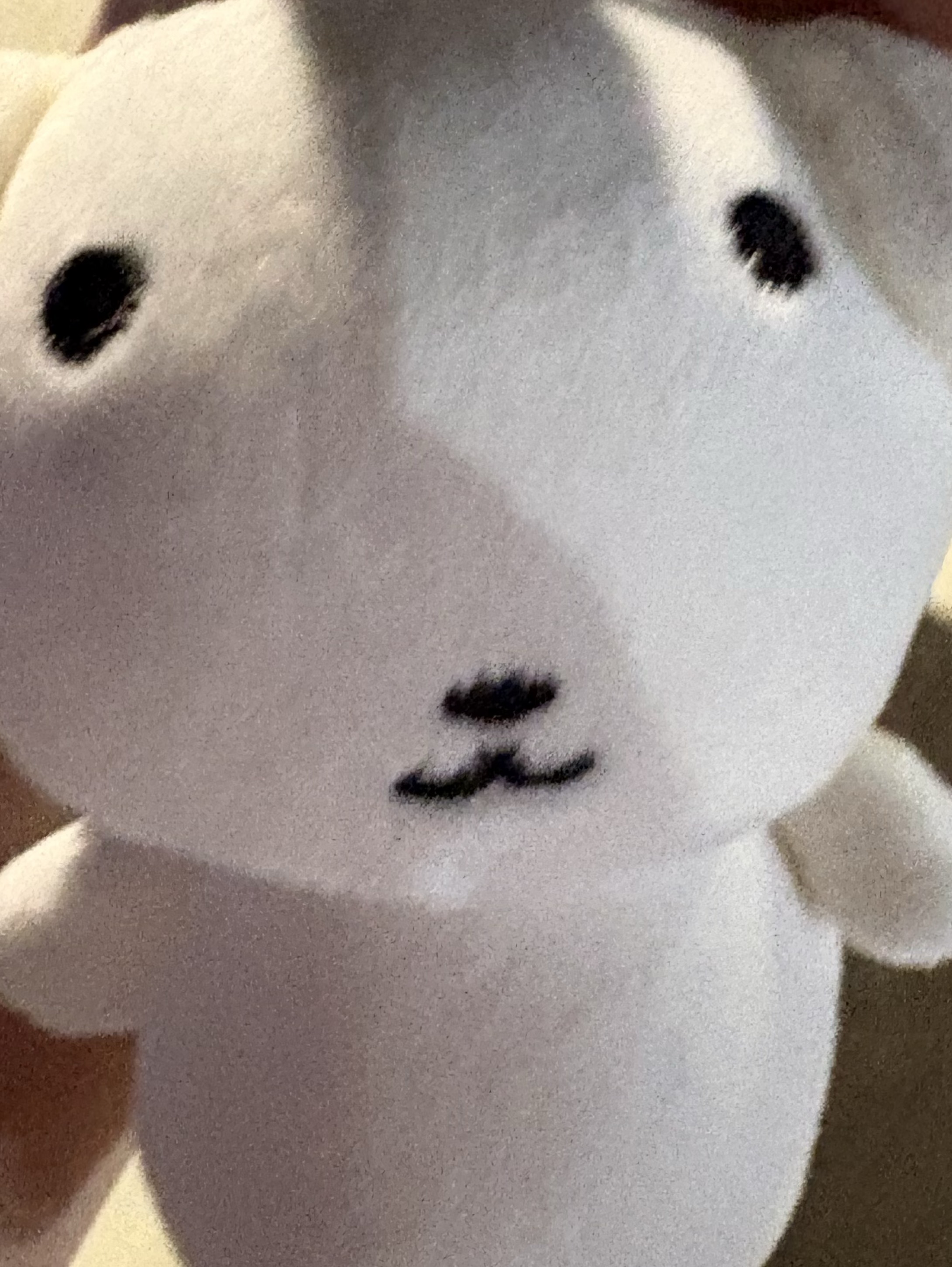 오이데오이데~