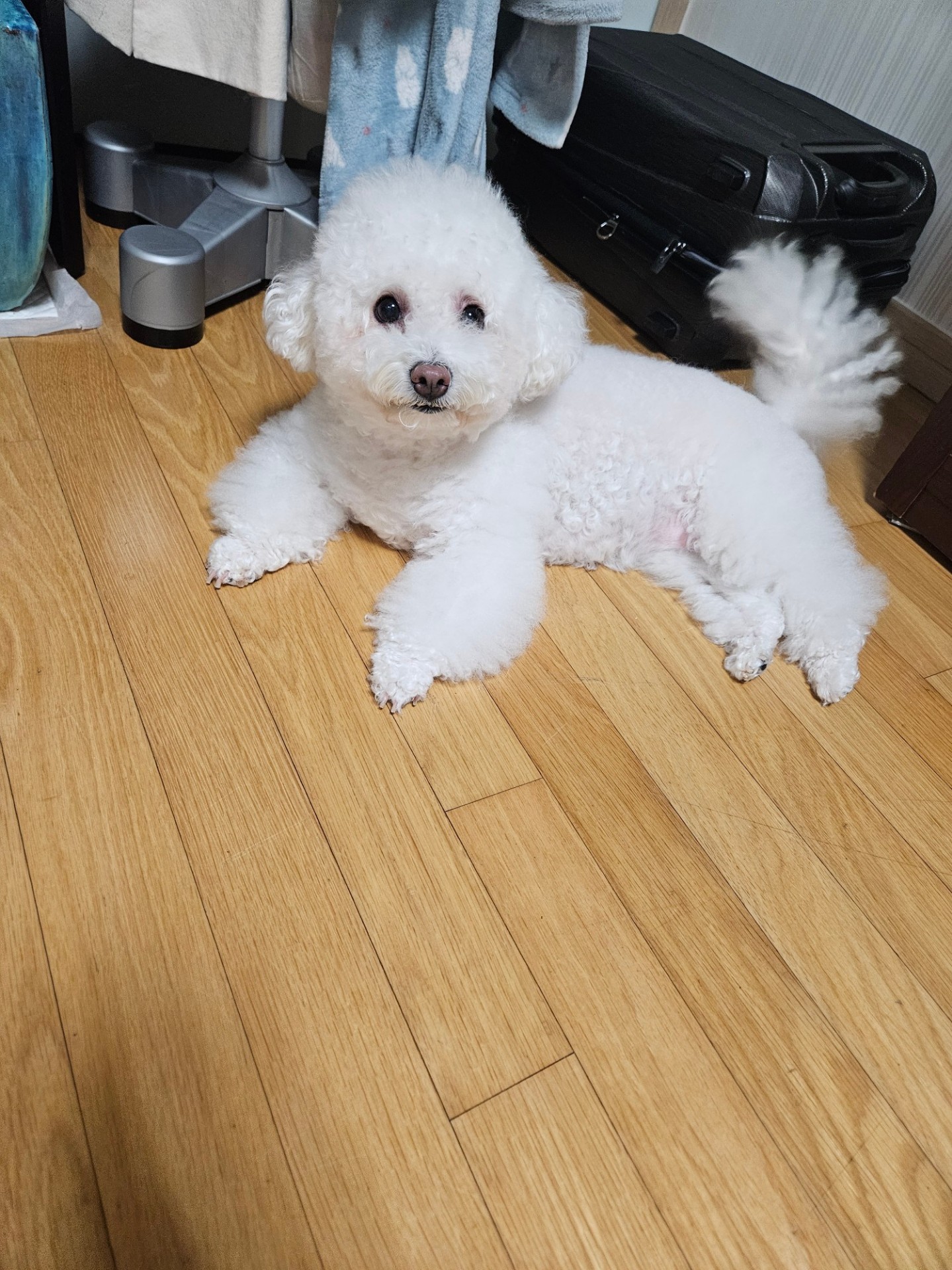 목소리 오마카세