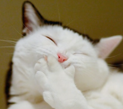 먹 라이브