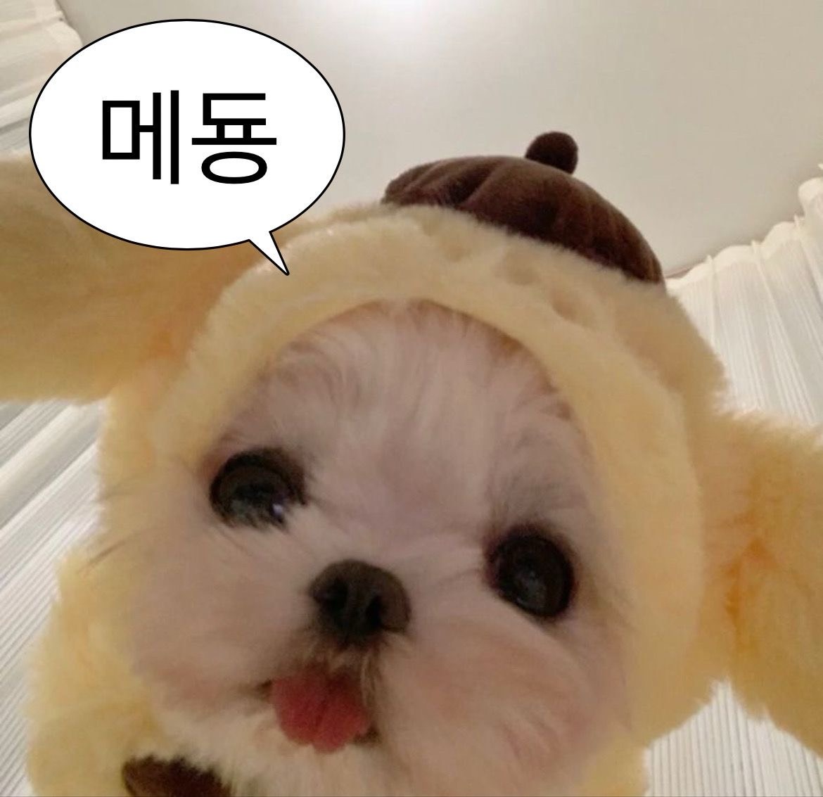 짧 방