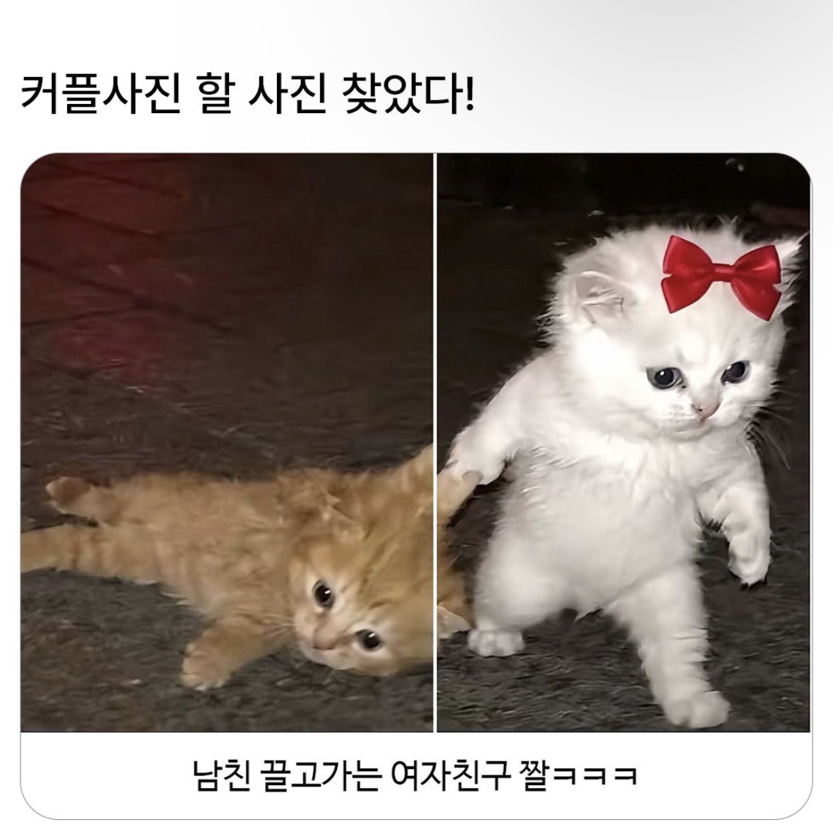장르가 .ᐣ.ᐣ.ᐣ