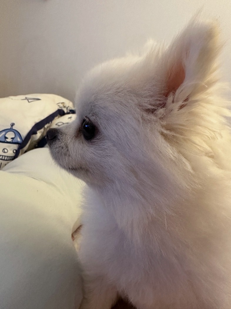 귀로 듣는 넷플릭스 🎧