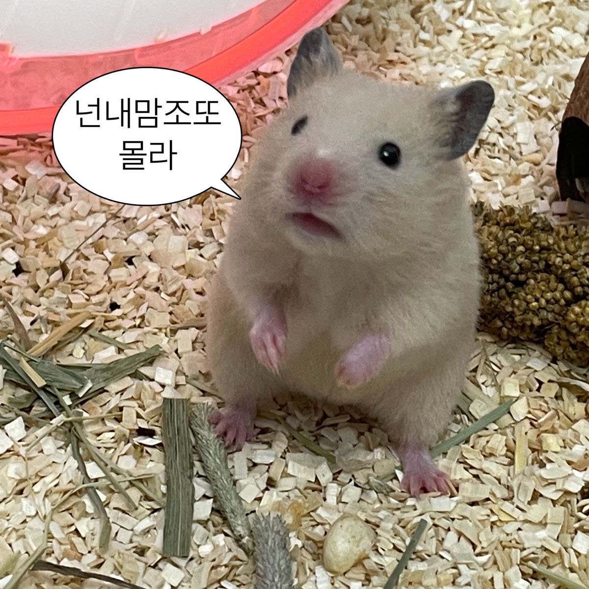 옵빵이들 안녕?