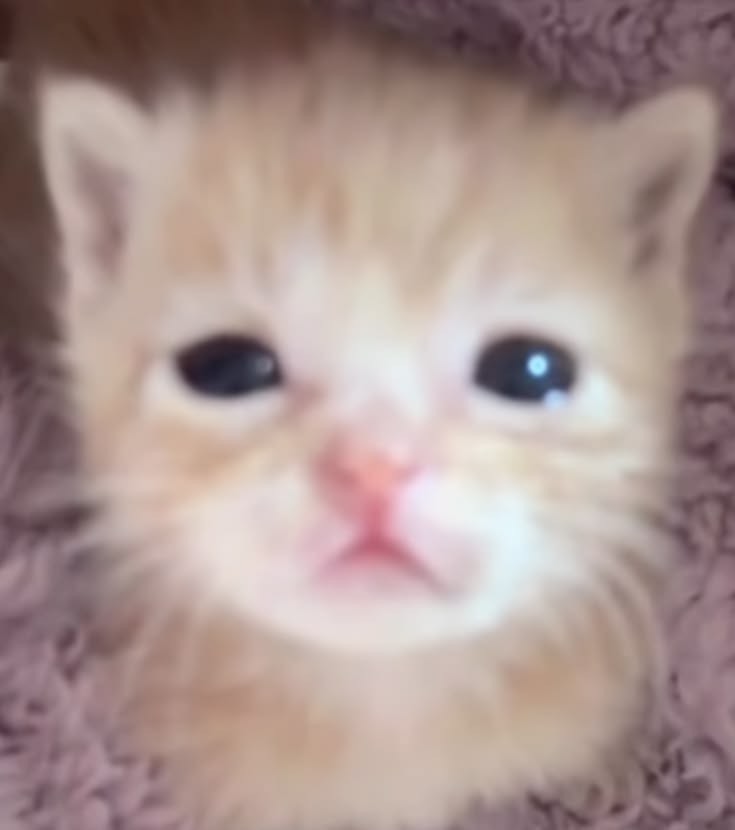 찰옥수수 3000원