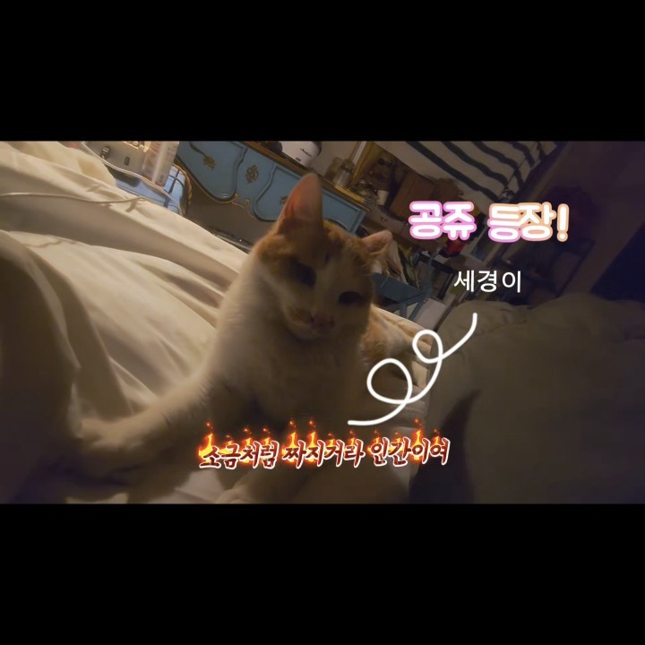 힐러 방송권[ 🫧 ]