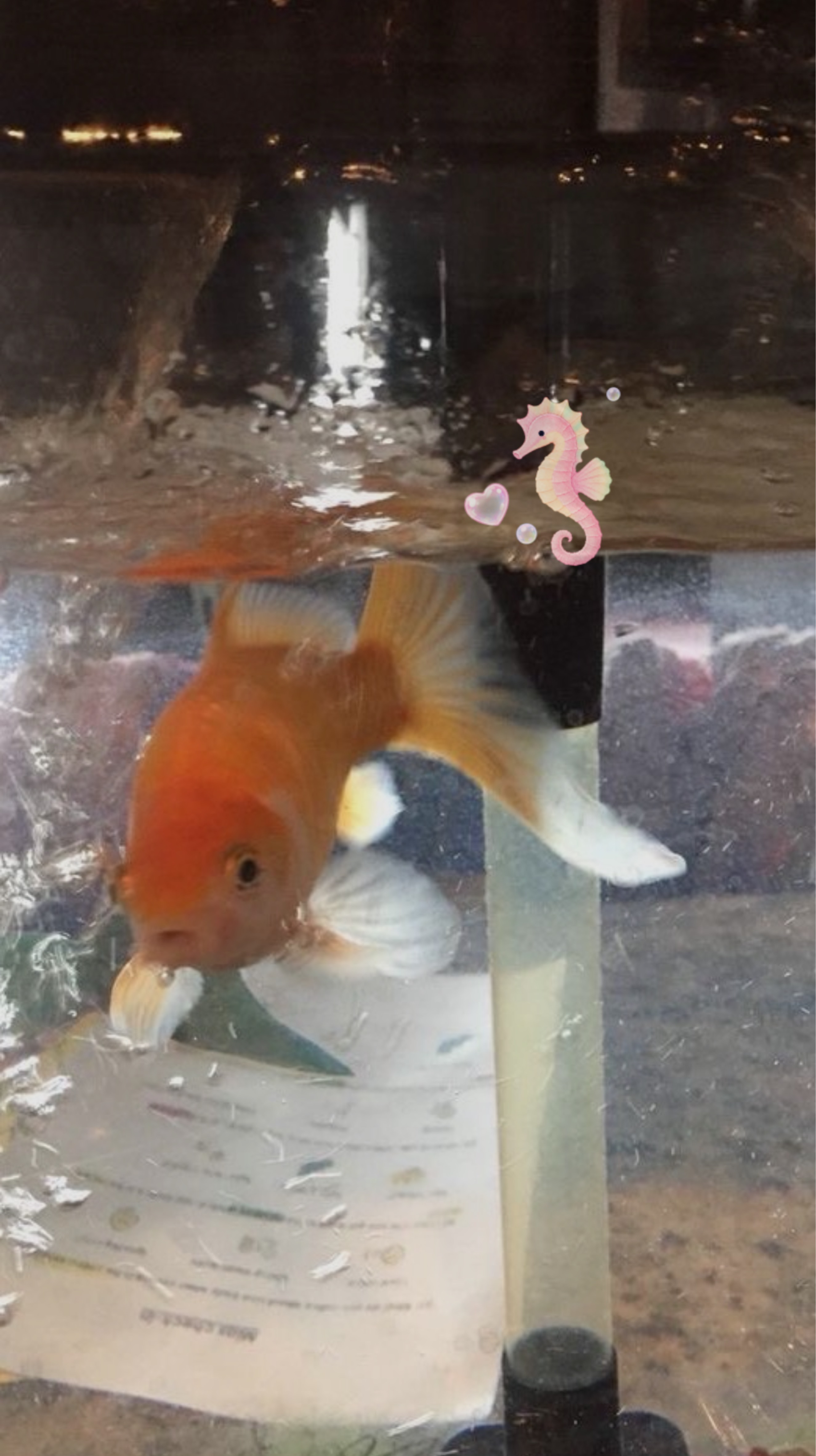 𝘮𝑖 𝑎𝘮𝑜𝑟,