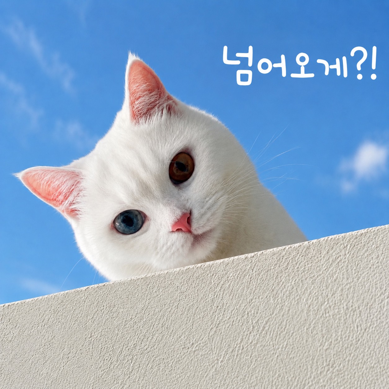 만두와 꺼먹살이들 3040+