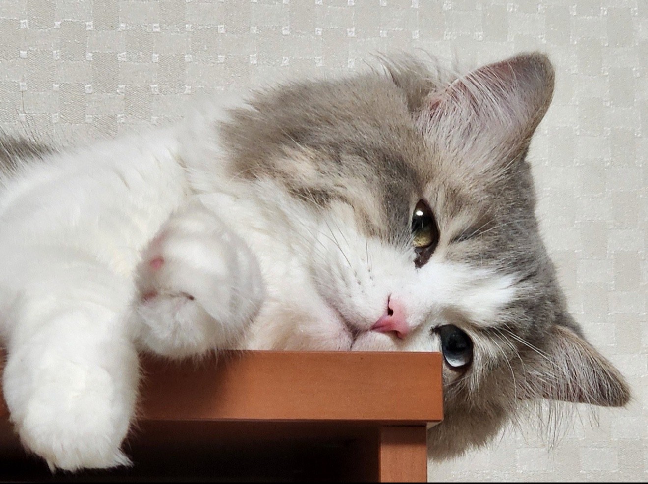 연애세포 파사삭💔