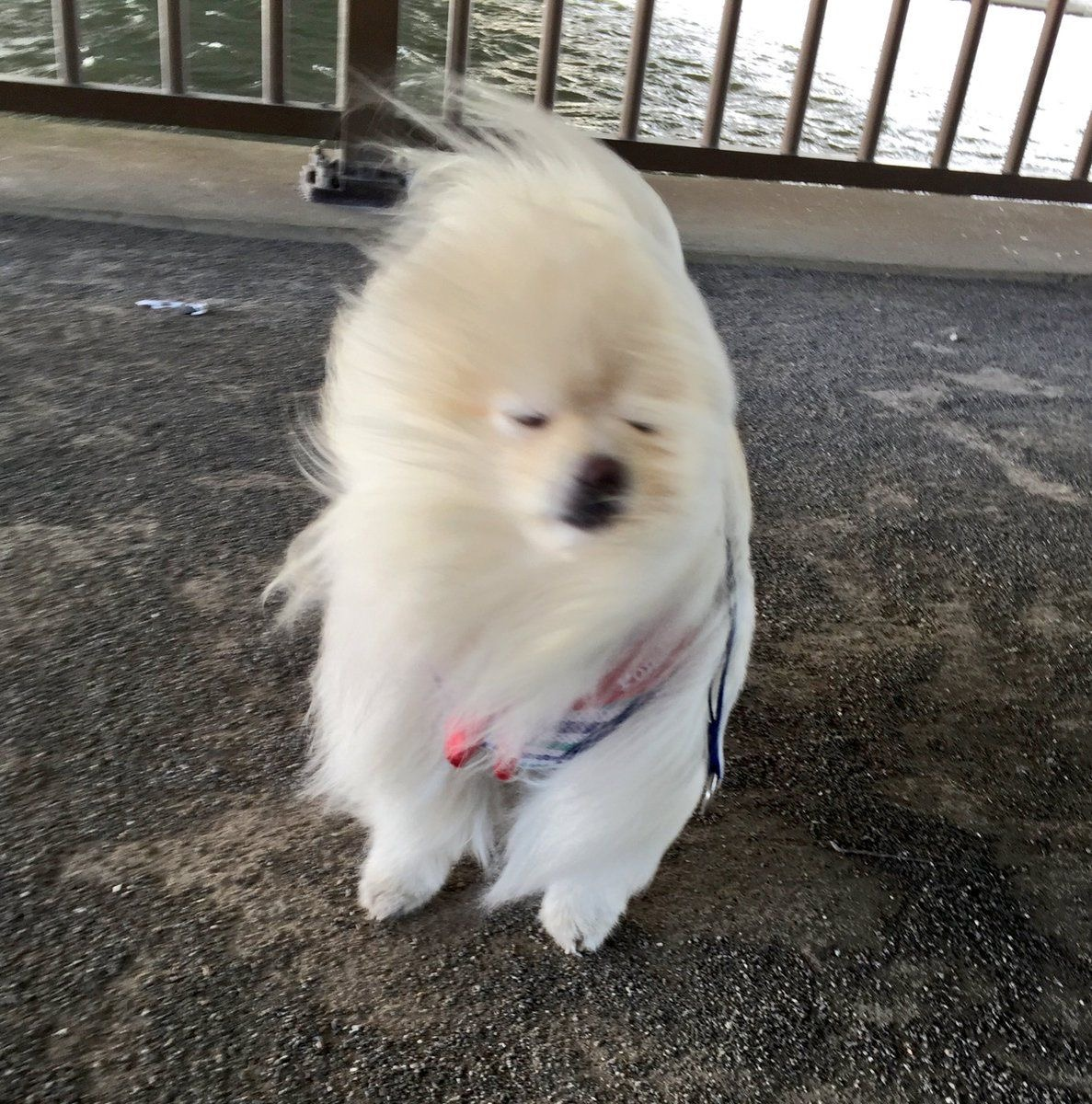 일요일