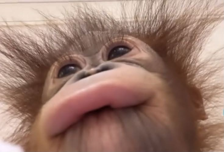 노올자